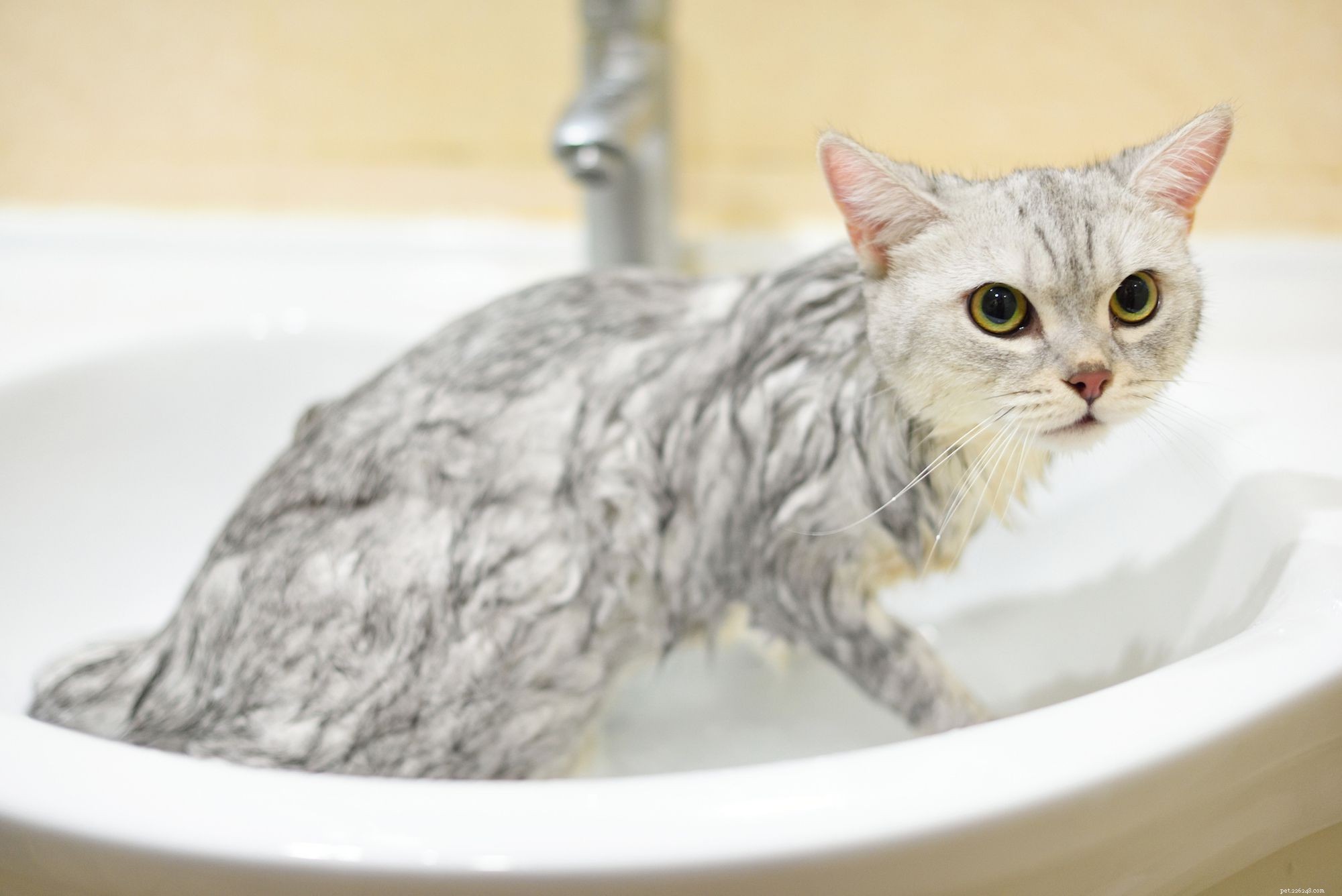 고양이 또는 성체 고양이 목욕 방법