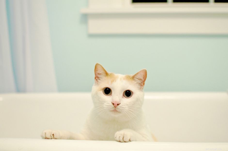 Hoe u uw kitten of volwassen kat in bad moet doen