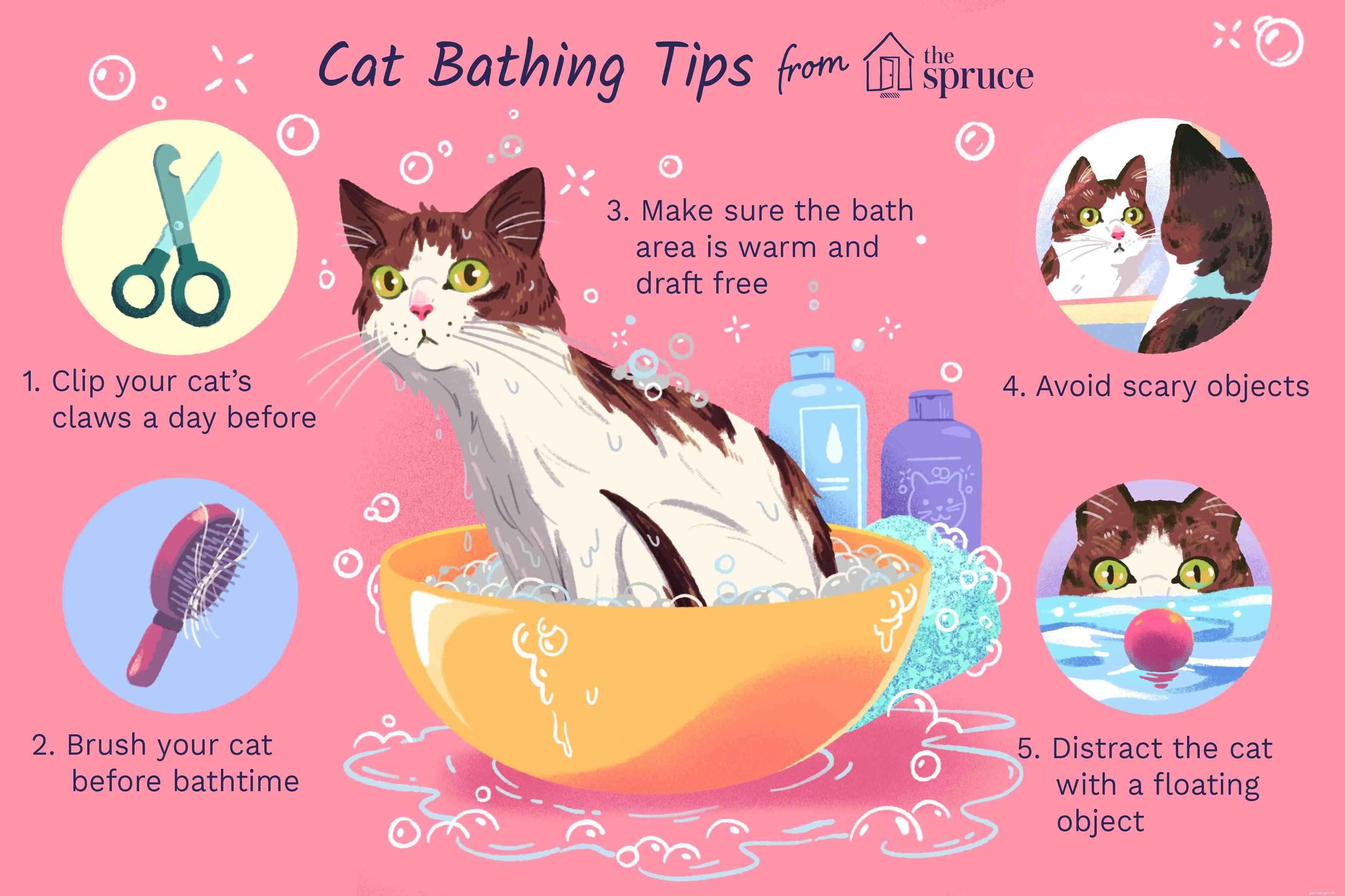 고양이 또는 성체 고양이 목욕 방법