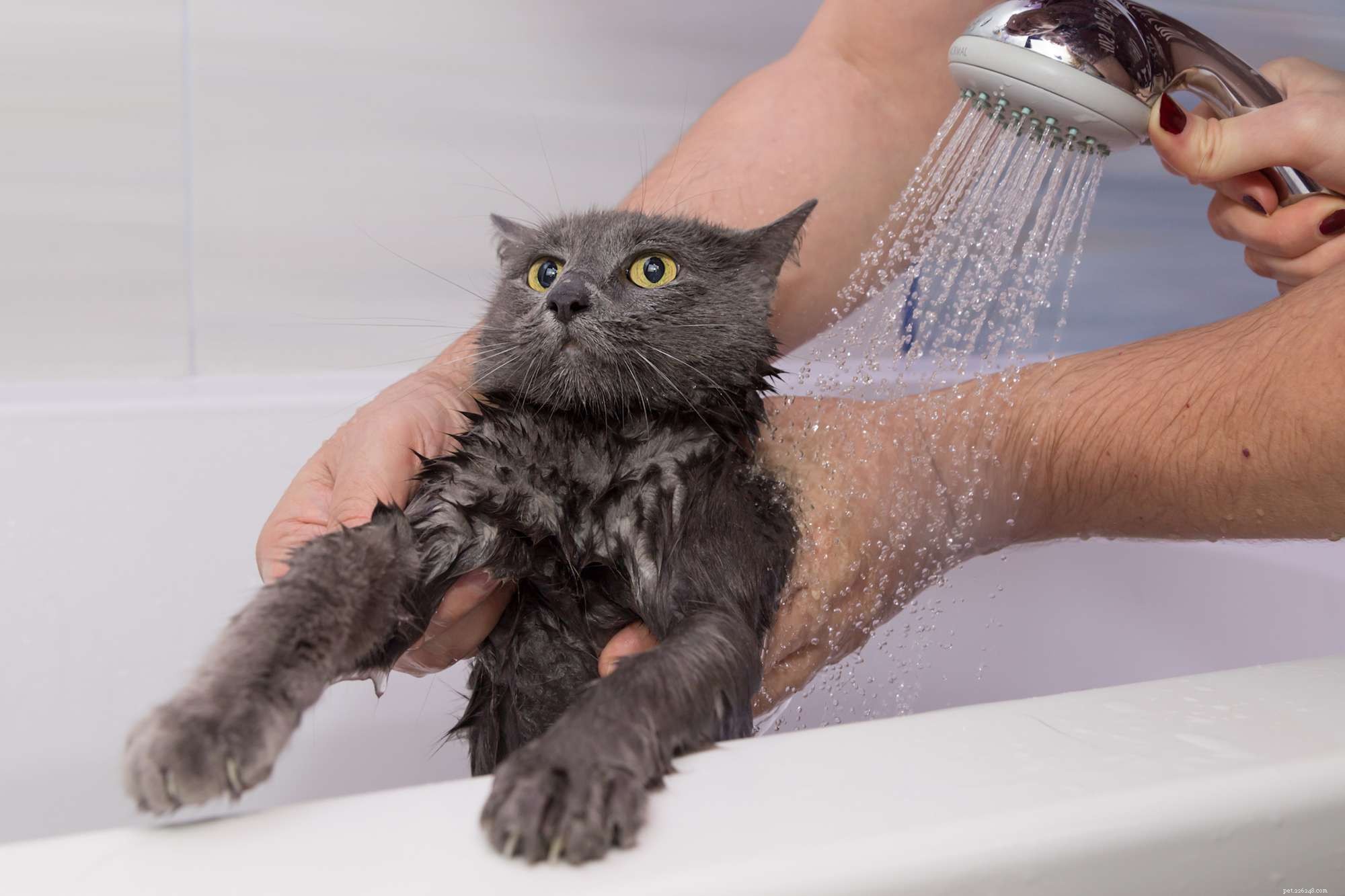 Hur du badar din kattunge eller vuxen katt