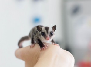 Pochettes Sugar Glider