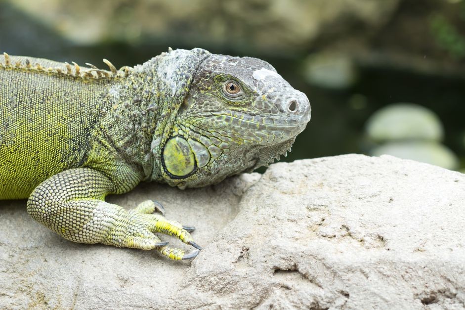 Perfil da espécie de iguana verde