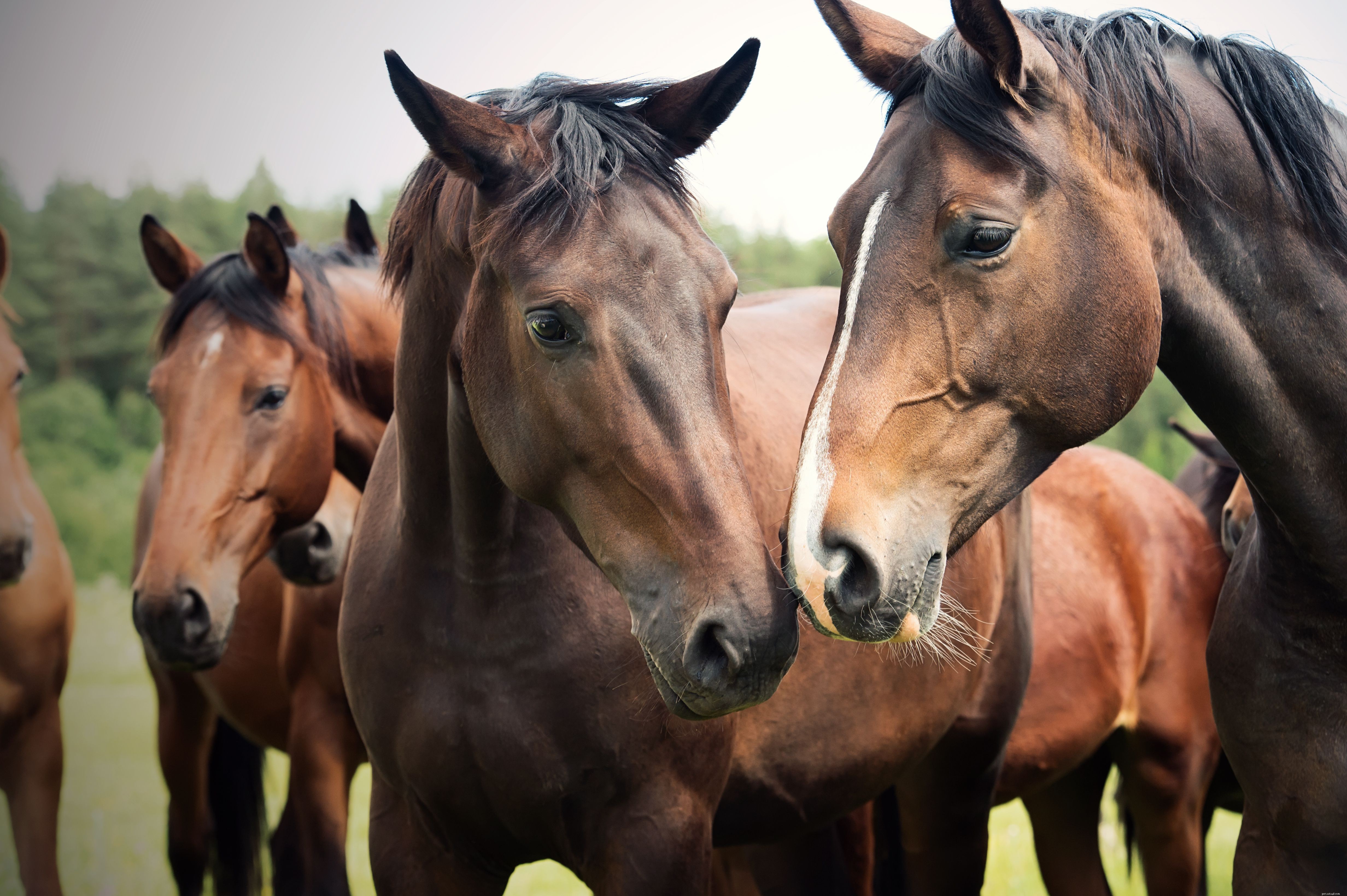 Porozumění čichu vašich koní