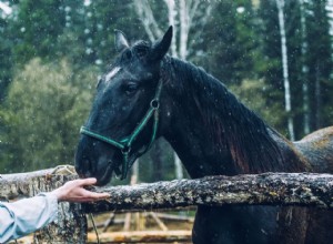 Comprendre l odorat de votre cheval