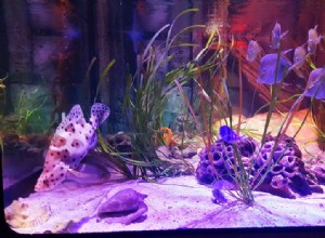 De combien de fournitures d aquarium ai-je besoin ?