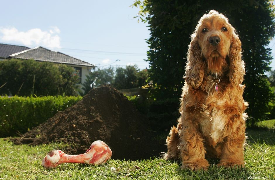 4 razões pelas quais seu cão está cavando e como pará-lo
