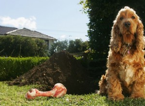 あなたの犬が掘っている4つの理由とそれを止める方法 