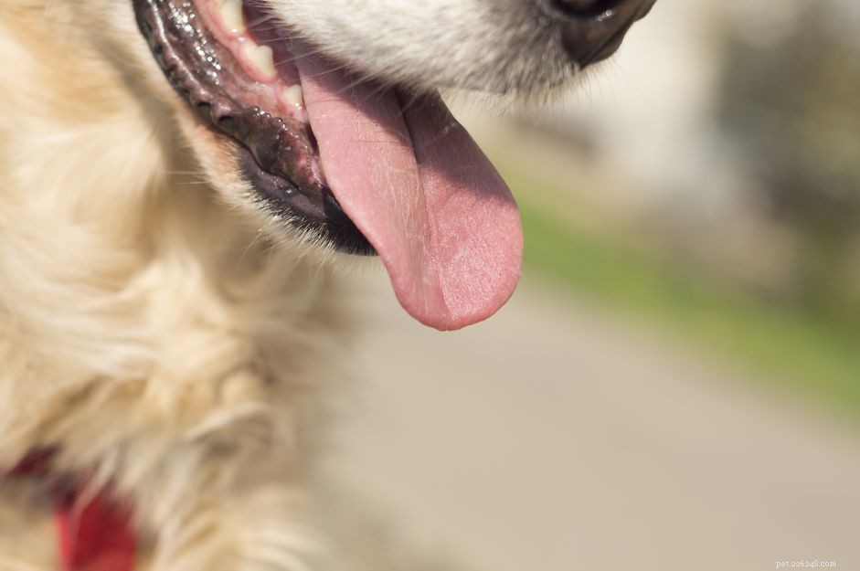 Co dělat, když váš pes rychle dýchá
