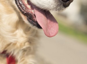 あなたの犬が速く呼吸している場合の対処法 