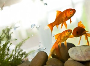 7 běžných nemocí zlaté rybky