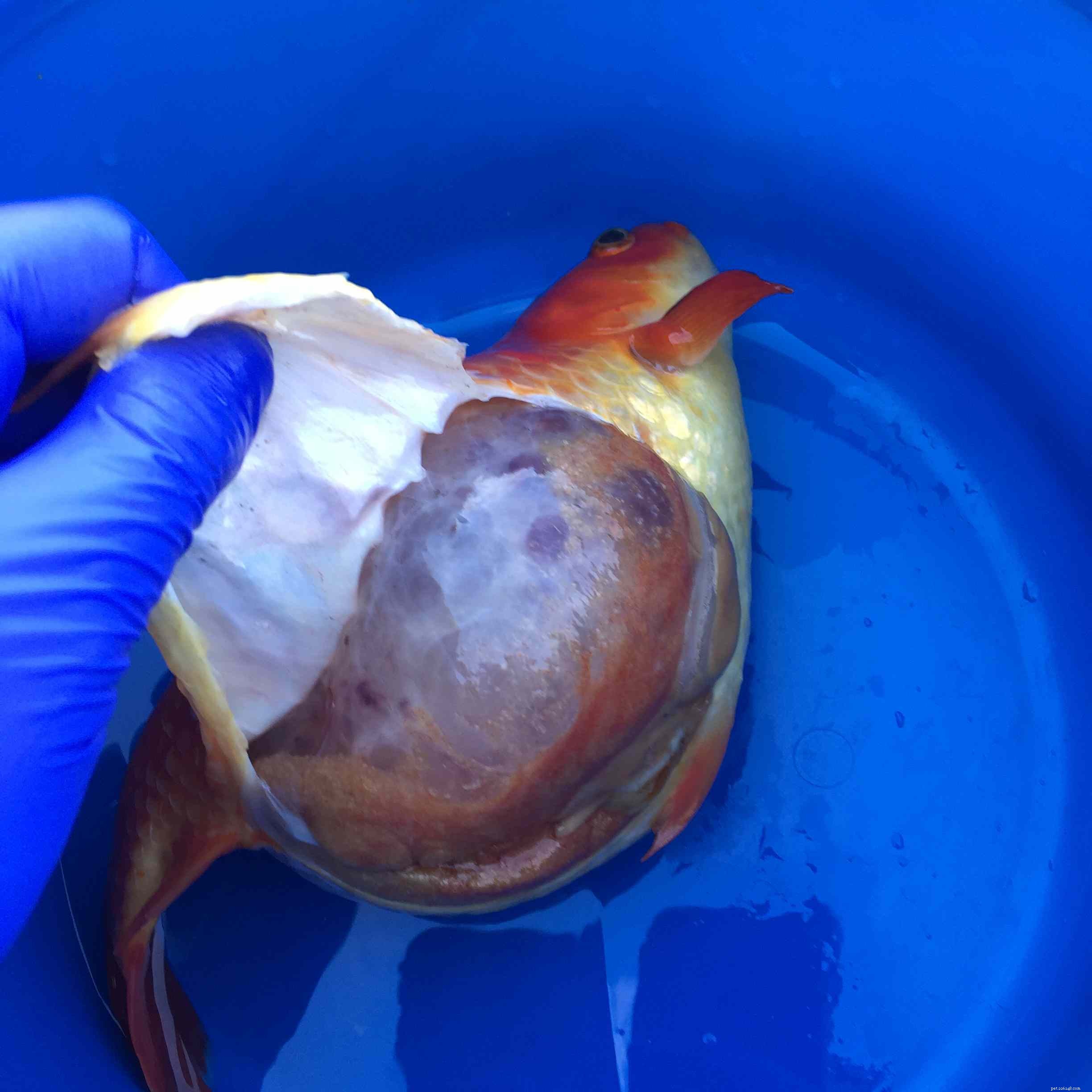 7 vanliga guldfisksjukdomar
