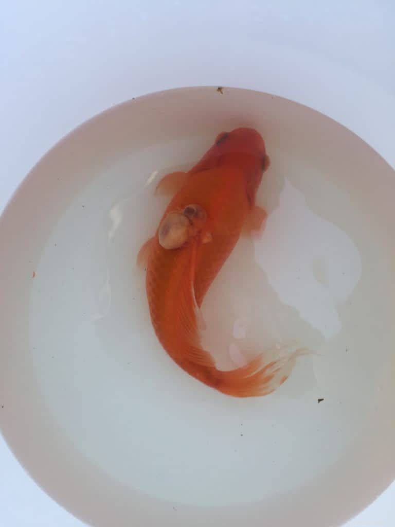 7 malattie comuni del pesce rosso