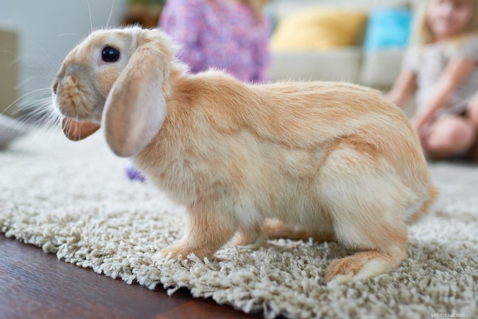 Jak přimět králíka, aby přestal kopat váš koberec