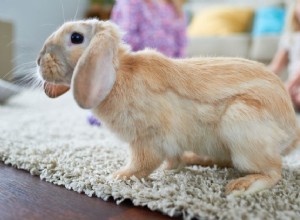 Comment faire en sorte que votre lapin arrête de creuser votre tapis