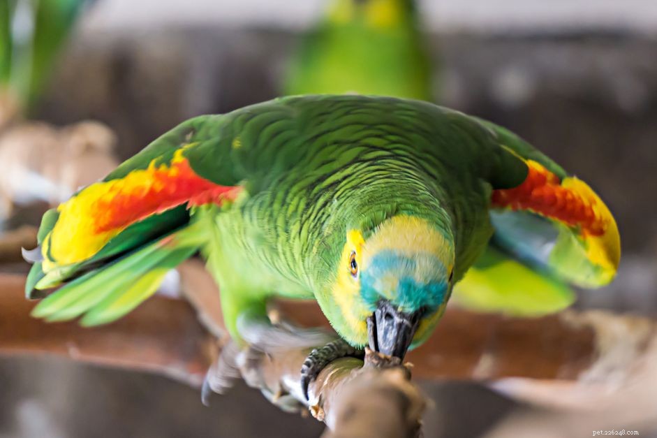 Dez dos melhores vegetais para alimentar seus papagaios