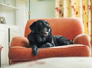 Jak léčit záchvaty u starých psů