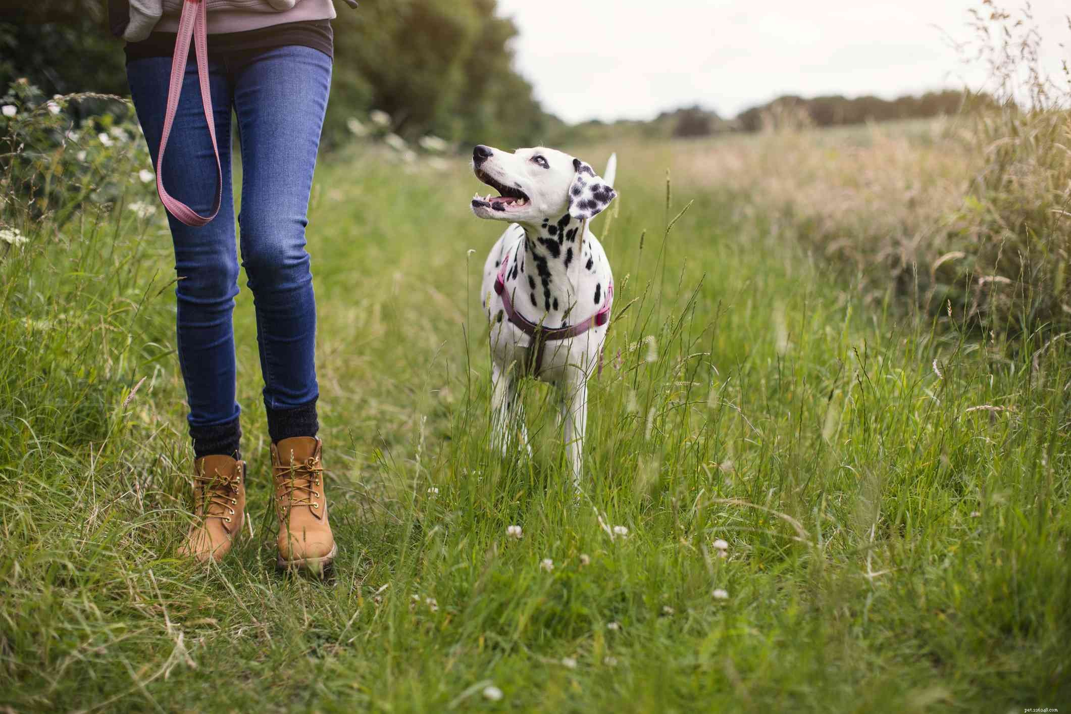 15 лучших собак для пеших прогулок и скалолазания