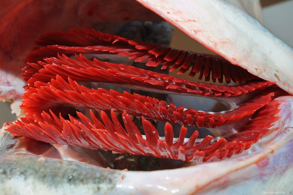Hur man behandlar anemi hos fisk