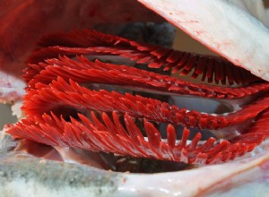 Как лечить анемию у рыб