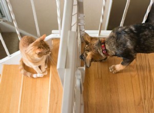 Comment présenter de nouveaux chiens à des chats