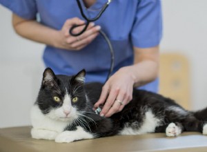 Thrombus en selle chez le chat