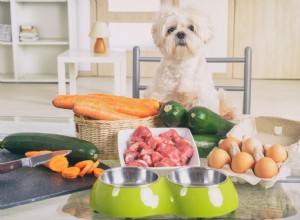 Veterinärgodkända hemlagade hundmatsrecept