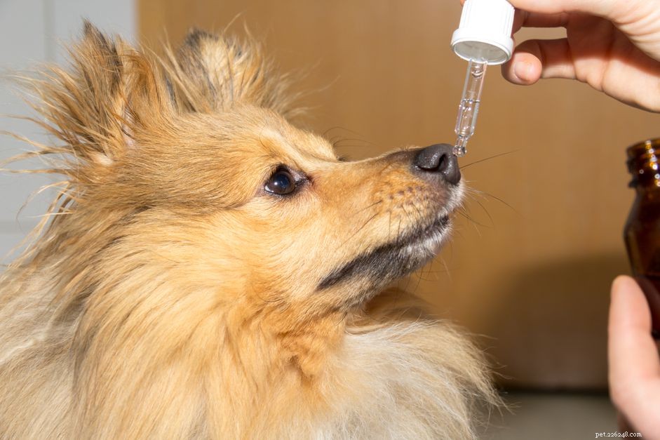 Meloxicam for Dogs