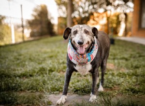 10 conseils pour prendre soin d un chien âgé