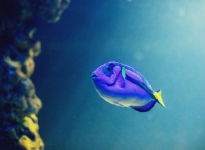 Utilisation d un outil de diagnostic des poissons d aquarium d eau salée