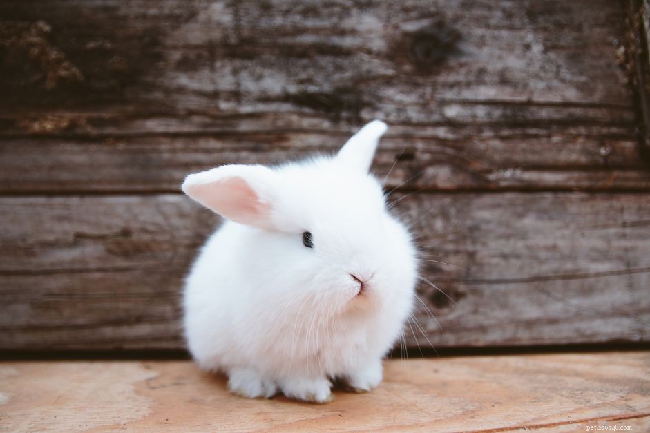 Capire il comportamento del coniglio e il linguaggio del corpo