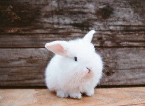 Comprendre le comportement et le langage corporel du lapin