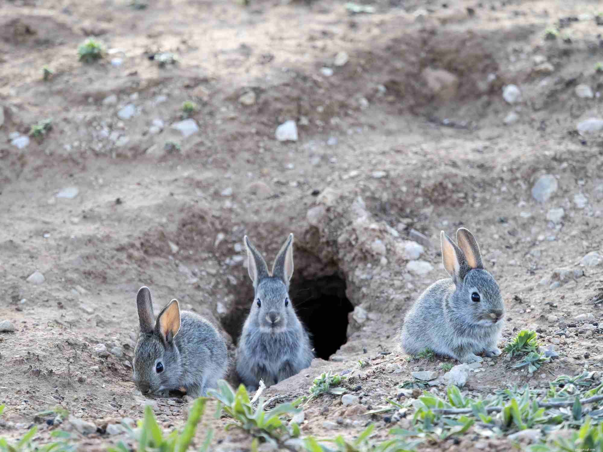 Het gedrag en de lichaamstaal van konijnen begrijpen