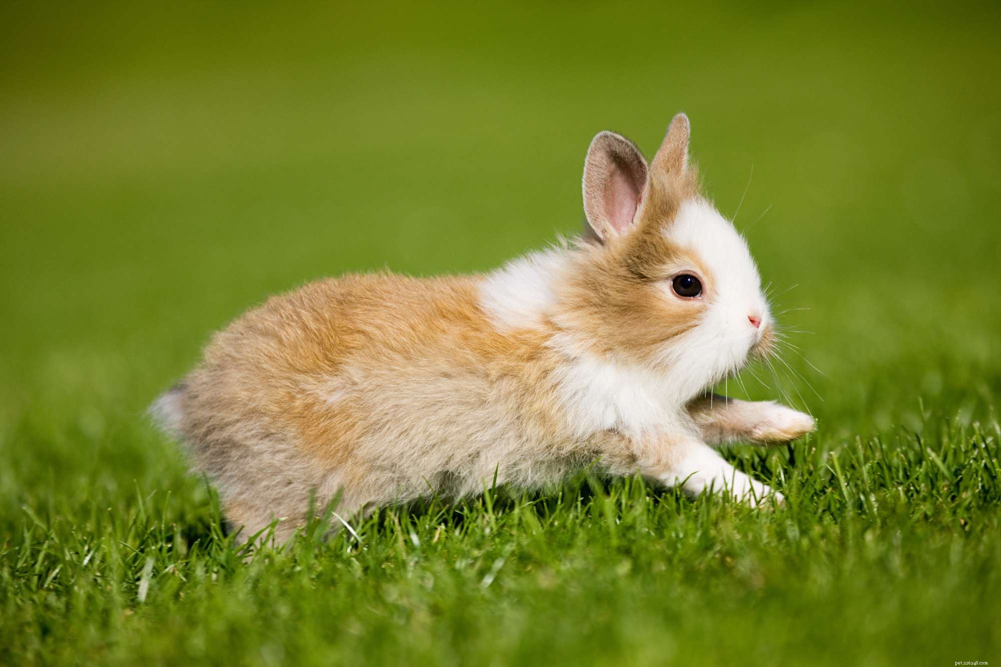 ウサギの行動とボディーランゲージを理解する 