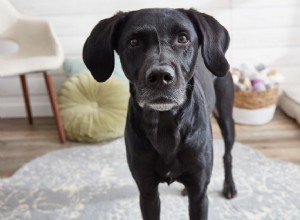 Leia a linguagem corporal do seu cão como um profissional