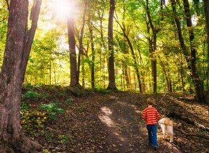 Les chiens peuvent-ils attraper l herbe à puce ?