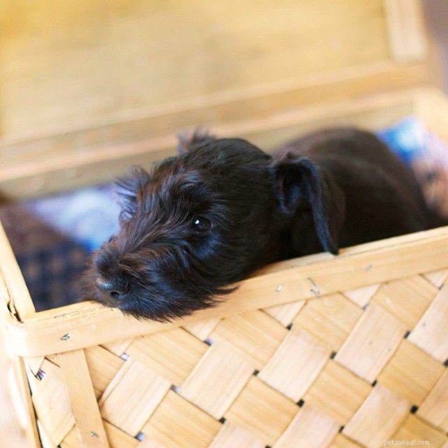 Cesky Terrier :profil de race de chien