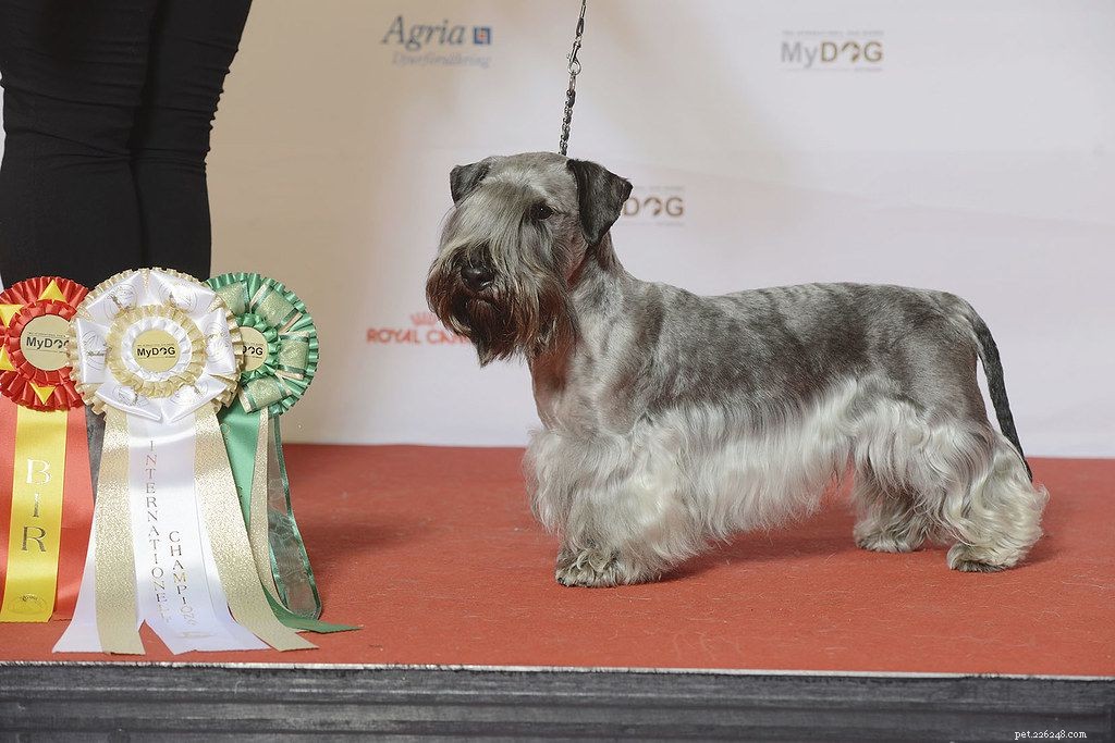 Cesky Terrier:Perfil da raça do cão