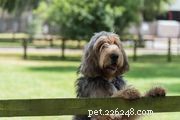 Cesky Terrier:hondenrasprofiel