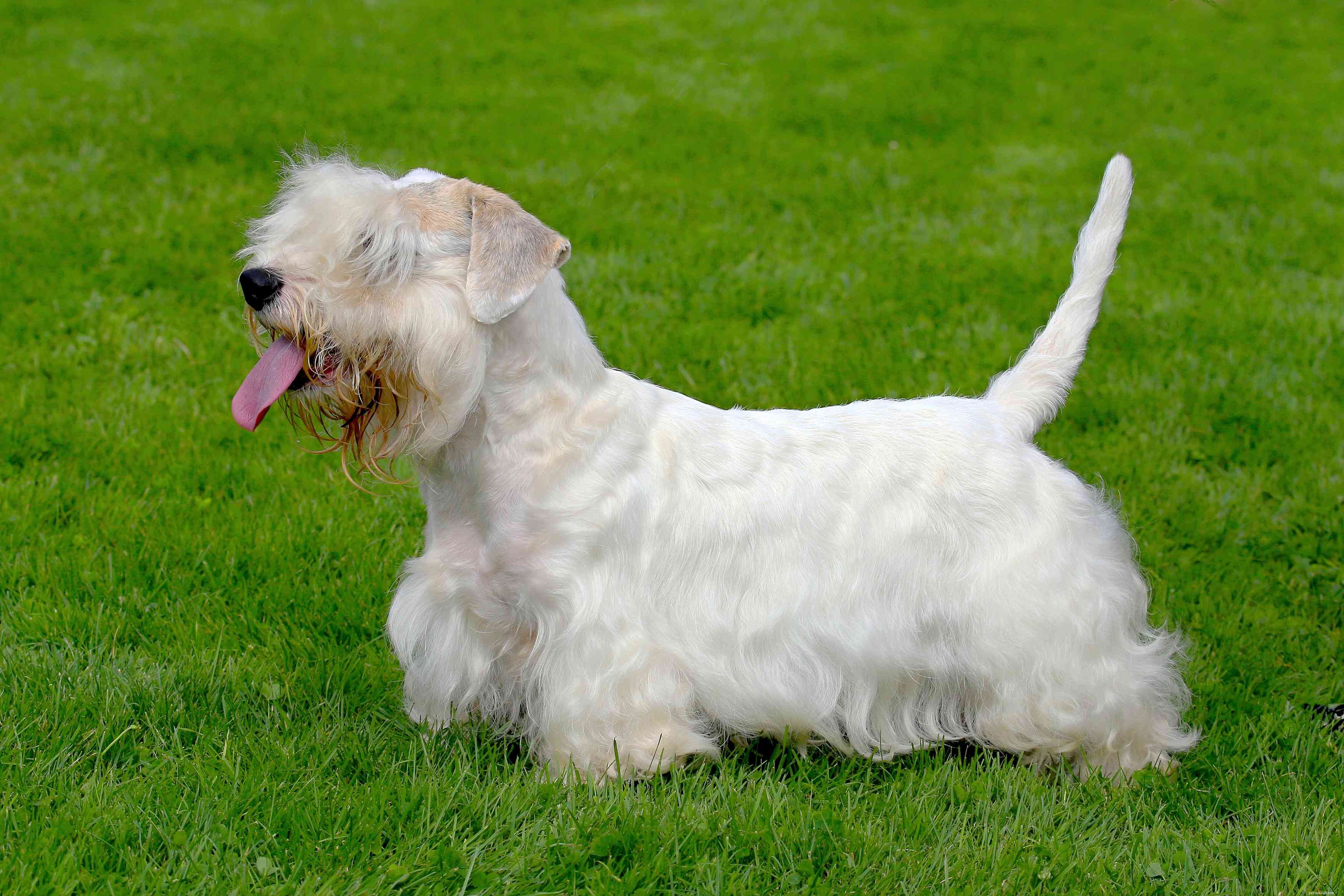 Sealyham Terrier:Perfil da raça do cão