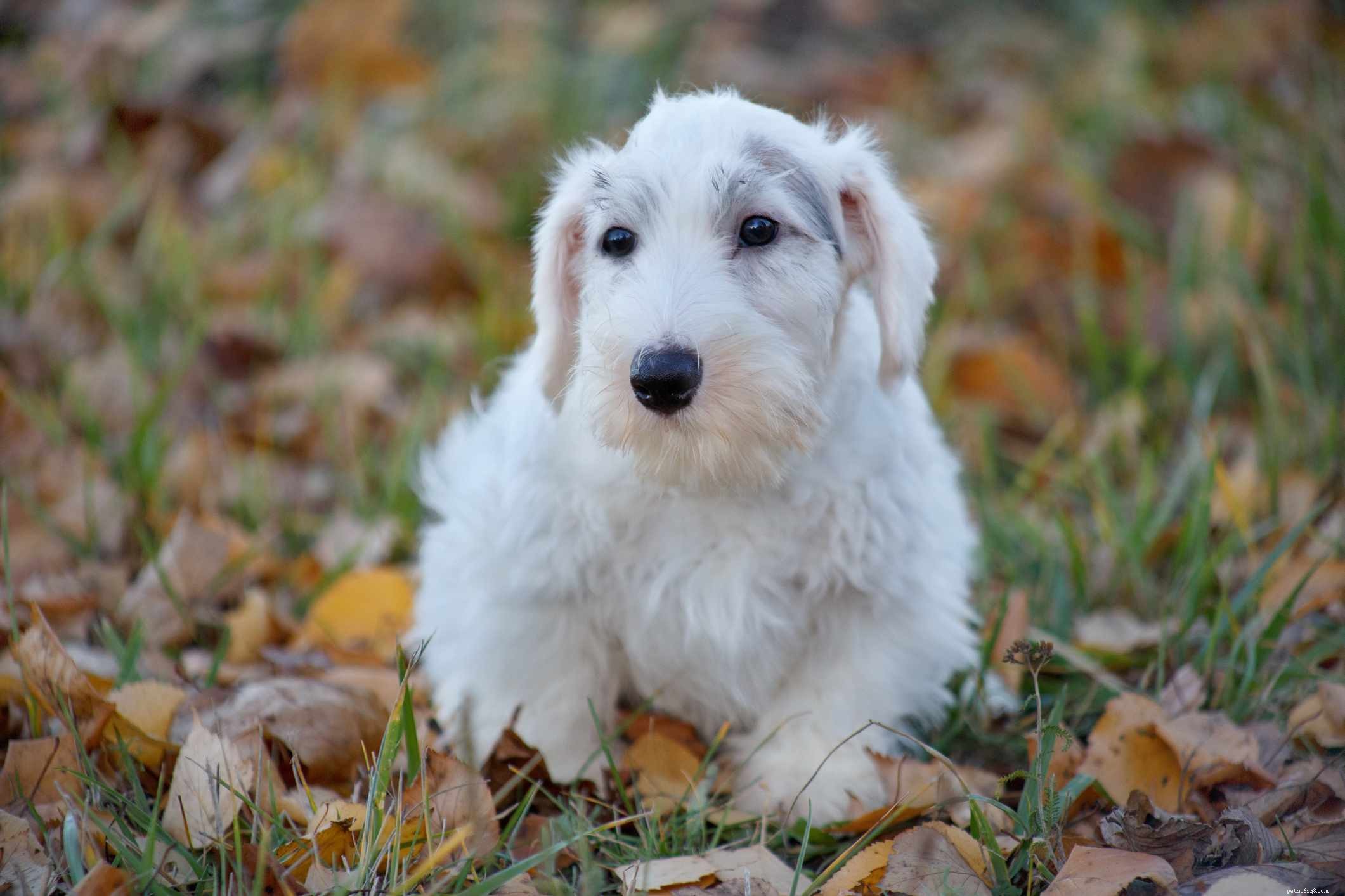 Sealyham Terrier:hondenrasprofiel