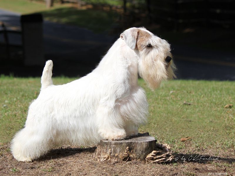 Sealyhamský teriér:Profil psího plemene