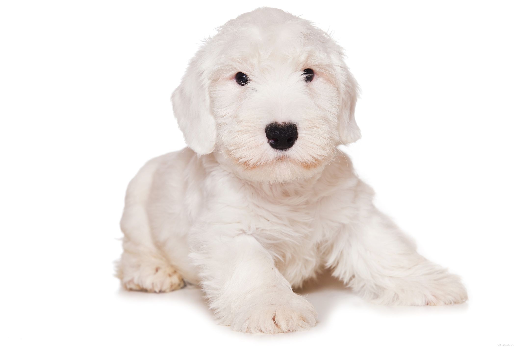 Sealyham Terrier:Perfil da raça do cão