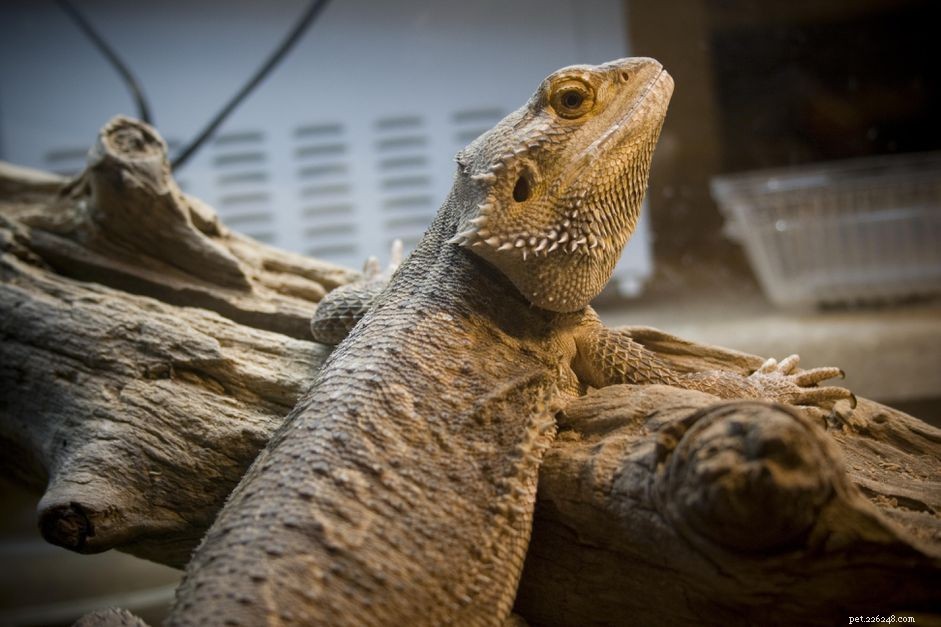 Varför behöver reptiler för husdjur värme och ljus?