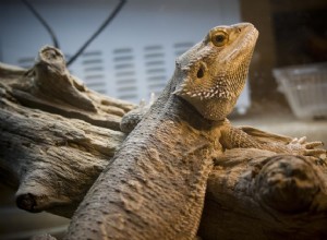 Зачем домашним рептилиям нужны тепло и свет?