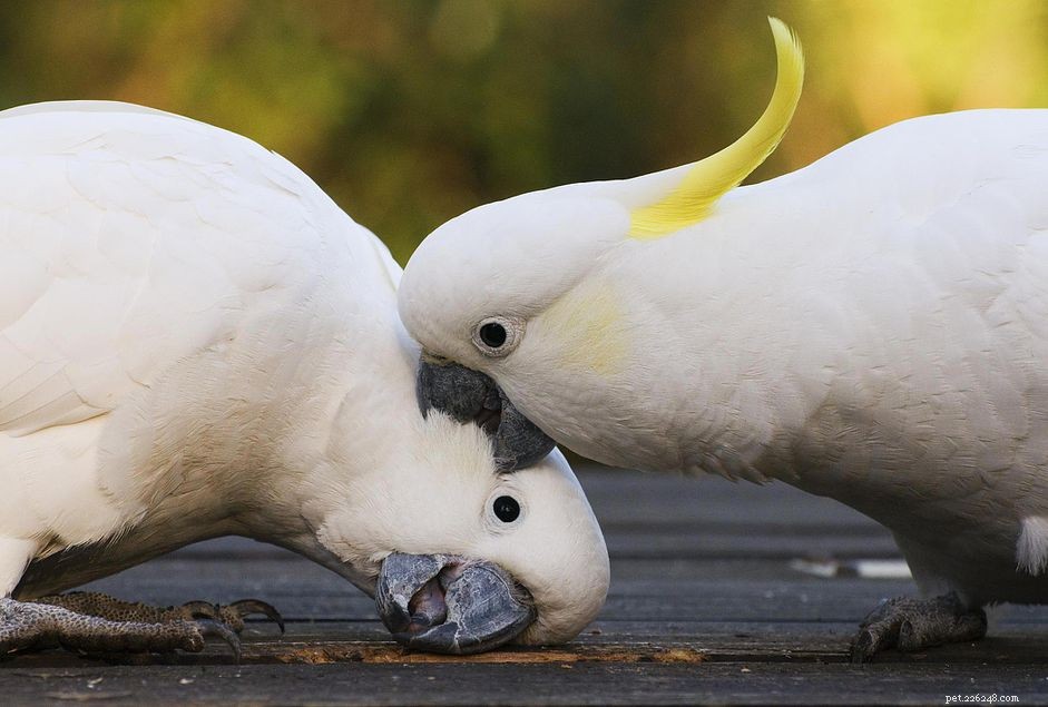 Hur man stoppar aggressivt beteende hos husdjursfåglar