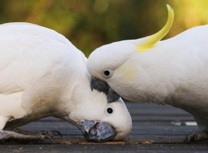ペットの鳥の攻撃的な行動を止める方法 
