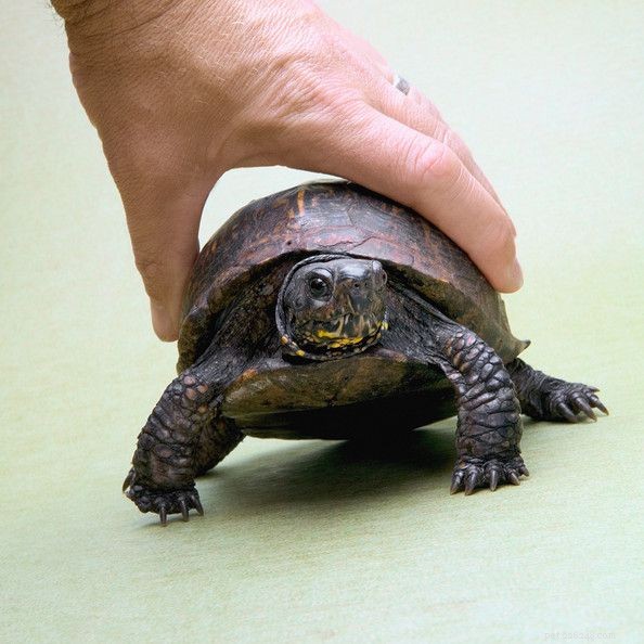 Innan du skaffar en lådsköldpadda
