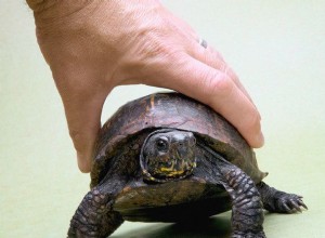 Avant d obtenir une tortue-boîte