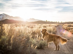 사막에서 개를 안전하게 보호하는 방법