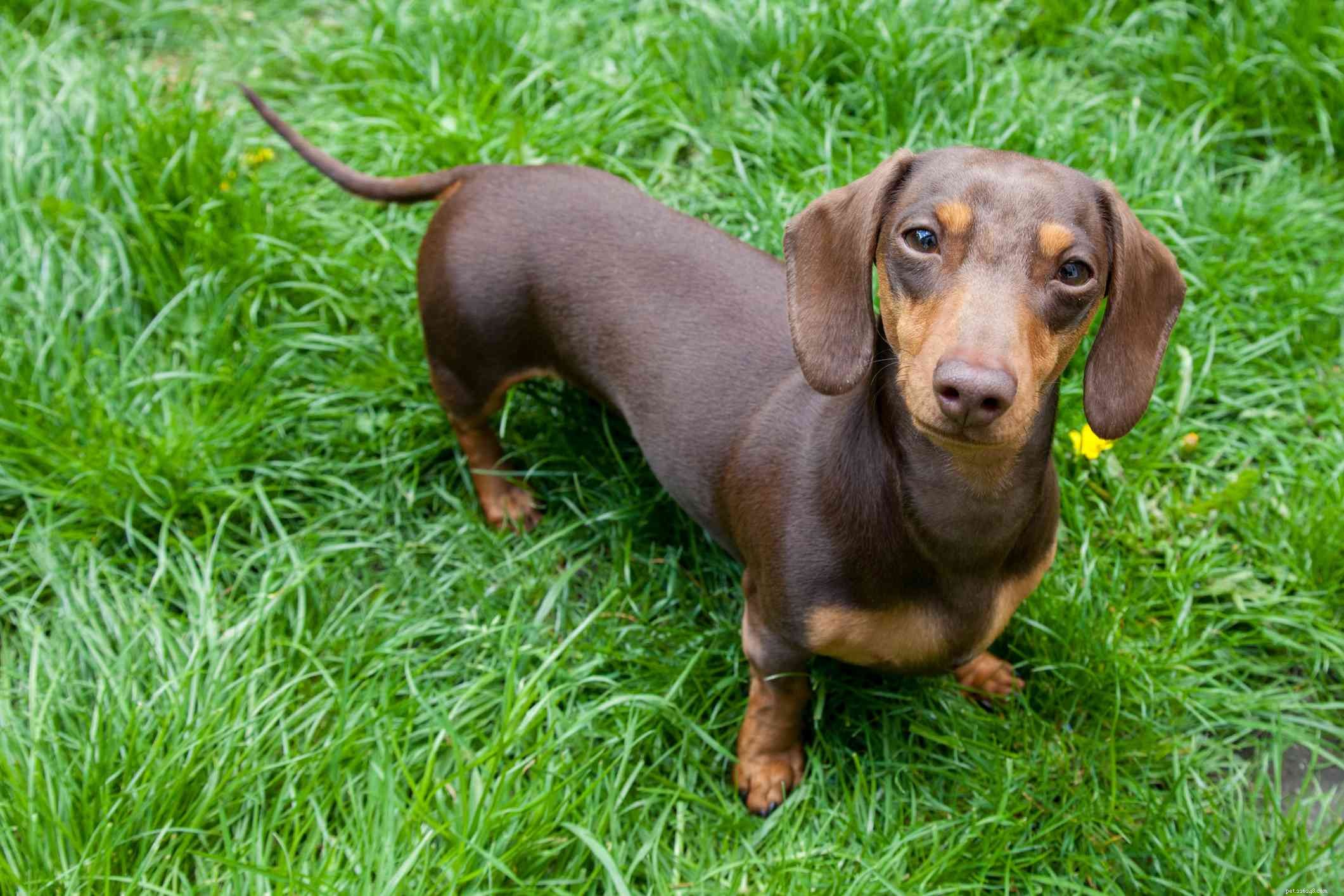 Mini bassotto:profilo razza canina